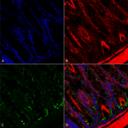 O-GalNAC Antibody - Immunohistochemistry analysis using Mouse Anti-O-GalNAc Monoclonal Antibody, Clone 9B9. Tissue: colon. Species: Mouse. Fixation: Formalin fixed, paraffin embedded. Primary Antibody: Mouse Anti-O-GalNAc Monoclonal Antibody at 1:25 for 1 hour at RT. Secondary Antibody: Goat Anti-Mouse IgG: Alexa Fluor 488. Counterstain: Actin-binding Phalloidin-Alexa Fluor 633; DAPI (blue) nuclear stain. Magnification: 63X. (A) DAPI (blue) nuclear stain. (B) Phalloidin Alexa Fluor 633 F-Actin stain. (C) O-GalNAc Antibody (D) Composite.