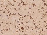 OARD1 / C6orf130 Antibody - Immunochemical staining of human C6orf130 in human brain with rabbit polyclonal antibody at 1:100 dilution, formalin-fixed paraffin embedded sections.