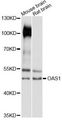 OAS1 Antibody - Western blot analysis of extracts of various cell lines, using OAS1 antibody at 1:3000 dilution. The secondary antibody used was an HRP Goat Anti-Rabbit IgG (H+L) at 1:10000 dilution. Lysates were loaded 25ug per lane and 3% nonfat dry milk in TBST was used for blocking. An ECL Kit was used for detection and the exposure time was 10s.