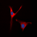 OAT Antibody - Immunofluorescent analysis of OAT staining in Raw264.7 cells. Formalin-fixed cells were permeabilized with 0.1% Triton X-100 in TBS for 5-10 minutes and blocked with 3% BSA-PBS for 30 minutes at room temperature. Cells were probed with the primary antibody in 3% BSA-PBS and incubated overnight at 4 C in a humidified chamber. Cells were washed with PBST and incubated with a DyLight 594-conjugated secondary antibody (red) in PBS at room temperature in the dark. DAPI was used to stain the cell nuclei (blue).