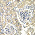 OAZ1 / OAZ Antibody - Immunohistochemistry of paraffin-embedded rat kidney tissue.