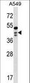 OBFC1 Antibody - OBFC1 Antibody western blot of A549 cell line lysates (35 ug/lane). The OBFC1 antibody detected the OBFC1 protein (arrow).