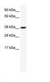 Obox6 Antibody - SP2/0 Cell Lysate.  This image was taken for the unconjugated form of this product. Other forms have not been tested.