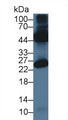 OCEL1 Antibody - Western Blot; Sample: Mouse Testis lysate; Primary Ab: 3µg/ml Rabbit Anti-Mouse OCEL1 Antibody Second Ab: 0.2µg/mL HRP-Linked Caprine Anti-Rabbit IgG Polyclonal Antibody