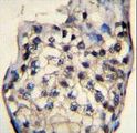 ODF3 Antibody - ODF3 Antibody immunohistochemistry of formalin-fixed and paraffin-embedded human testis tissue followed by peroxidase-conjugated secondary antibody and DAB staining.