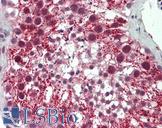 ODF3 Antibody - Human Testis: Formalin-Fixed, Paraffin-Embedded (FFPE).  This image was taken for the unconjugated form of this product. Other forms have not been tested.