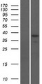 ODF3B Protein - Western validation with an anti-DDK antibody * L: Control HEK293 lysate R: Over-expression lysate