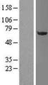 OGFOD1 Protein - Western validation with an anti-DDK antibody * L: Control HEK293 lysate R: Over-expression lysate