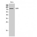 OGFR Antibody - Western blot of OGFR antibody
