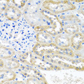 OGFR Antibody - Immunohistochemistry of paraffin-embedded rat kidney tissue.