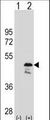 OLA1 Antibody - Western blot of OLA1 (arrow) using rabbit polyclonal OLA1 Antibody. 293 cell lysates (2 ug/lane) either nontransfected (Lane 1) or transiently transfected (Lane 2) with the OLA1 gene.