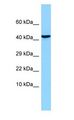 OLFM1 Antibody - AMY / OLFM1 antibody Western Blot of Fetal Brain.  This image was taken for the unconjugated form of this product. Other forms have not been tested.