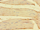 OLFML1 Antibody - Immunohistochemistry of paraffin-embedded human skeletal muscle tissue using OLFML1 Antibody at dilution of 1:100