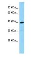 Olfr1386 Antibody - Olfr1386 antibody Western Blot of Mouse Small Intestine.  This image was taken for the unconjugated form of this product. Other forms have not been tested.