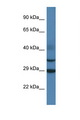 OLIG3 Antibody - OLIG3 antibody Western blot of Rat Muscle lysate. Antibody concentration 1 ug/ml.  This image was taken for the unconjugated form of this product. Other forms have not been tested.