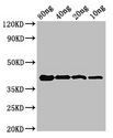 omcB Antibody - Positive Western Blot detected in Recombinant protein All lanes omcB antibody at 3.2 µg/ml Secondary Goat polyclonal to rabbit IgG at 1/50000 dilution. Predicted band size: 42 KDa. Observed band size: 42 KDa