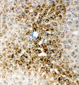 ONECUT1 / HNF6 Antibody - ONECUT1 / HNF6 antibody. IHC(F): Rat Liver Tissue.