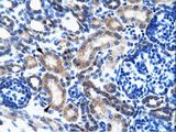 ONECUT2 / OC2 Antibody - ONECUT2 antibody ARP35750_T100-NP_004843-ONECUT2 (one cut domain, family member 2) Antibody was used in IHC to stain formalin-fixed, paraffin-embedded human kidney.  This image was taken for the unconjugated form of this product. Other forms have not been tested.