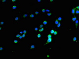 OPALIN / TMEM10 Antibody - Immunofluorescent analysis of 293T cells using OPALIN Antibody at dilution of 1:100 and Alexa Fluor 488-congugated AffiniPure Goat Anti-Rabbit IgG(H+L)