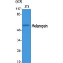 OPN4 / Melanopsin Antibody - Western blot of Melanopsin antibody