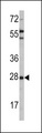 OPRS1 / SIGMAR1 Antibody - Western blot of OPRS1 (arrow) using rabbit polyclonal OPRS1 Antibody. 293 cell lysates (2 ug/lane) either nontransfected (Lane 1) or transiently transfected with the OPRS1 gene (Lane 2) (Origene Technologies).