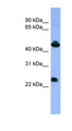 Antibody - OPN1MW / CBD antibody Western blot of HepG2 cell lysate.  This image was taken for the unconjugated form of this product. Other forms have not been tested.