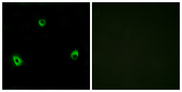 OR10A4 Antibody - Immunofluorescence analysis of MCF7 cells, using OR10A4 Antibody. The picture on the right is blocked with the synthesized peptide.