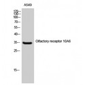 OR10A6 Antibody - Western blot of Olfactory receptor 10A6 antibody