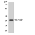 OR10AD1 Antibody - Western blot analysis of the lysates from 293 cells using OR10AD1 antibody.