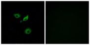 OR10AD1 Antibody - Immunofluorescence analysis of A549 cells, using OR10AD1 Antibody. The picture on the right is blocked with the synthesized peptide.