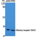 OR10AG1 Antibody - Western blot of Olfactory receptor 10AG1 antibody
