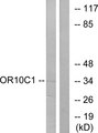 OR10C1 Antibody - Western blot analysis of lysates from LOVO cells, using OR10C1 Antibody. The lane on the right is blocked with the synthesized peptide.