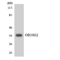 OR10G2 Antibody - Western blot analysis of the lysates from HUVECcells using OR10G2 antibody.