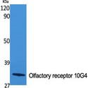 OR10G4 Antibody - Western blot of Olfactory receptor 10G4 antibody