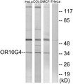 OR10G4 Antibody - Western blot analysis of lysates from HeLa, COLO, and MCF-7 cells, using OR10G4 Antibody. The lane on the right is blocked with the synthesized peptide.