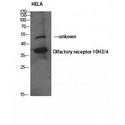 OR10H3+OR10H4 Antibody - Western blot of Olfactory receptor 10H3/4 antibody