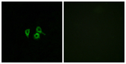 OR10H4 Antibody - Immunofluorescence analysis of A549 cells, using OR10H4 Antibody. The picture on the right is blocked with the synthesized peptide.