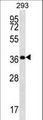 OR10H5 Antibody - OR10H5 Antibody western blot of 293 cell line lysates (35 ug/lane). The OR10H5 antibody detected the OR10H5 protein (arrow).