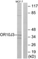 OR10J3 Antibody - Western blot analysis of lysates from MCF-7 cells, using OR10J3 Antibody. The lane on the right is blocked with the synthesized peptide.