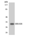 OR10J6P Antibody - Western blot analysis of the lysates from COLO205 cells using OR10J6 antibody.