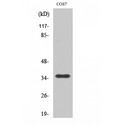OR10S1 Antibody - Western blot of Olfactory receptor 10S1 antibody