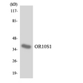 OR10S1 Antibody - Western blot analysis of the lysates from HepG2 cells using OR10S1 antibody.