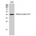 OR10V1 Antibody - Western blot of Olfactory receptor 10V1 antibody