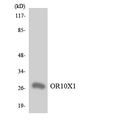 OR10X1 Antibody - Western blot analysis of the lysates from Jurkat cells using OR10X1 antibody.