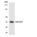 OR10Z1 Antibody - Western blot analysis of the lysates from HeLa cells using OR10Z1 antibody.