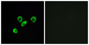 OR10Z1 Antibody - Immunofluorescence analysis of MCF7 cells, using OR10Z1 Antibody. The picture on the right is blocked with the synthesized peptide.