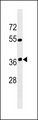 OR12D3 Antibody - OR12D3 Antibody western blot of K562 cell line lysates (35 ug/lane). The OR12D3 Antibody detected the OR12D3 protein (arrow).