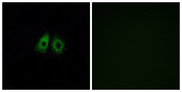 OR13C3 Antibody - Immunofluorescence analysis of A549 cells, using OR13C3 Antibody. The picture on the right is blocked with the synthesized peptide.