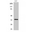 OR13C4 / OR2K1 Antibody - Western blot of Olfactory receptor 13C4 antibody