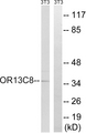 OR13C8 Antibody - Western blot analysis of lysates from NIH/3T3 cells, using OR13C8 Antibody. The lane on the right is blocked with the synthesized peptide.